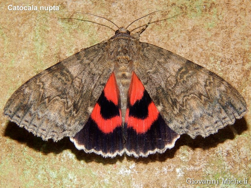 Catocala nupta (Erebidae)